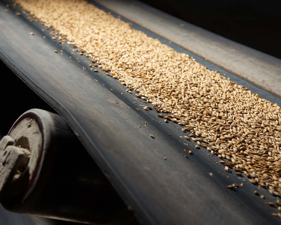 wheat conveyor belt